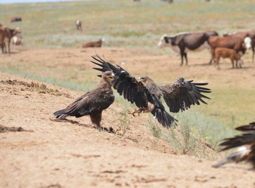 Águila esteparia (Aquila nipalensis)