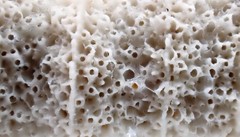 Densipora corrugata