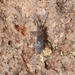 Entomobryoides purpurascens - Photo 由 James Bailey 所上傳的 (c) James Bailey，保留部份權利CC BY-NC