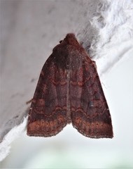 Conistra ligula