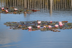 Nymphaea × marliacea