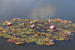 Nymphaea × marliacea