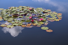 Nymphaea × marliacea