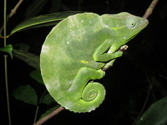 Trioceros deremensis