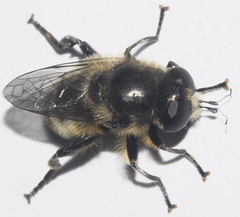 Platynochaetus setosus