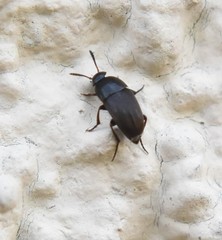 Ptomaphagus