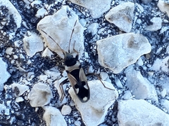 Raglius confusus
