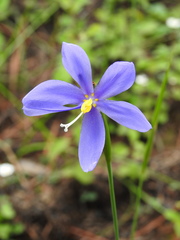 Tigridia longispatha