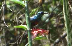 Cinnyris bifasciatus