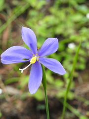 Tigridia longispatha