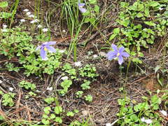 Tigridia longispatha