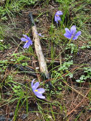 Tigridia longispatha
