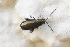 Phyllotreta nigripes