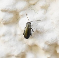 Phyllotreta nigripes
