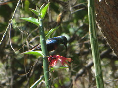 Cinnyris bifasciatus