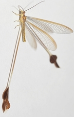Lertha sofiae