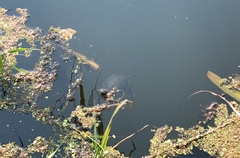 Emys orbicularis persica