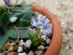 Hyacinthoides lingulata