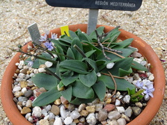 Hyacinthoides lingulata