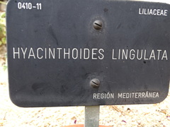 Hyacinthoides lingulata