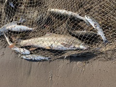 Bulatmai Barbel photo 2