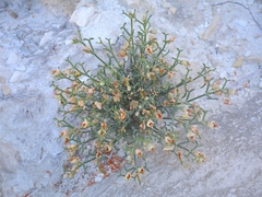 Zygophyllum