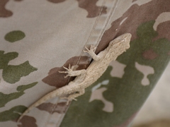 Mediodactylus russowii