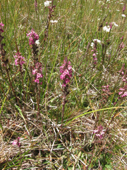 Pedicularis attollens