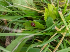 Harmonia axyridis