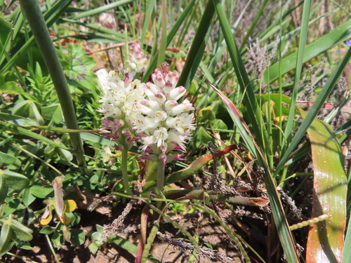 Image of Lachenalia liliiflora by (c) linkie, some rights reserved (CC BY)