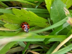 Harmonia axyridis