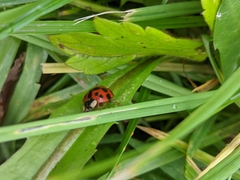 Harmonia axyridis