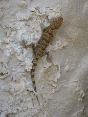 Tenuidactylus caspius