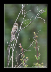 Empidonax albigularis
