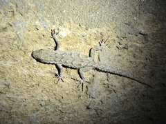 Mediodactylus russowii