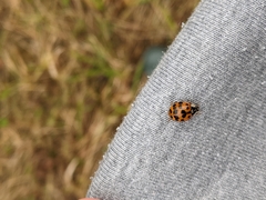 Harmonia axyridis