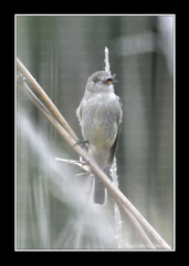 Empidonax albigularis