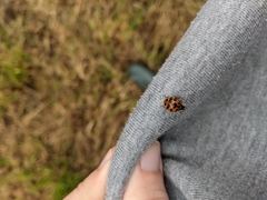 Harmonia axyridis