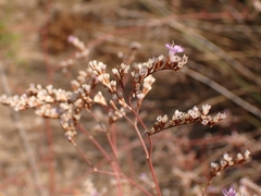 Limonium ramosissimum