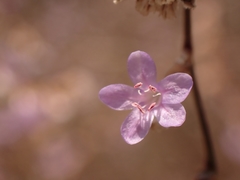 Limonium ramosissimum