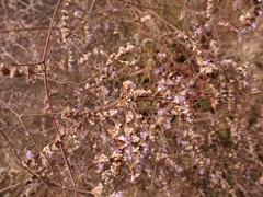 Limonium ramosissimum