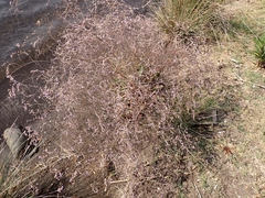 Limonium ramosissimum