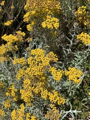 Helichrysum revolutum