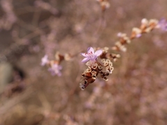 Limonium ramosissimum