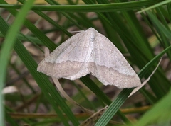 Lychnosea helveolaria