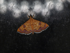 Isocentris filalis