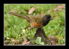 Pipilo maculatus macronyx