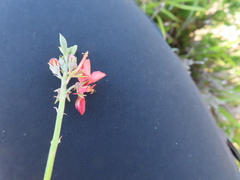 Indigofera complanata