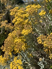 Helichrysum revolutum