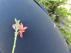 Indigofera complanata
